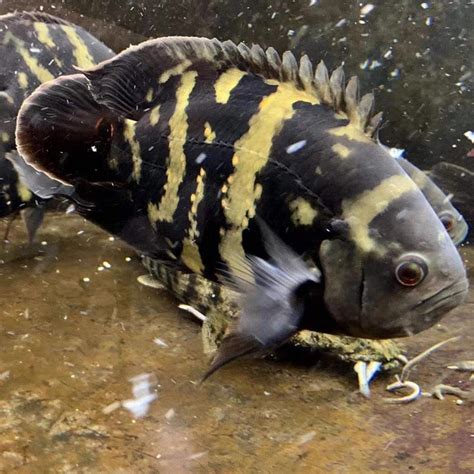 大黃蜂地圖魚